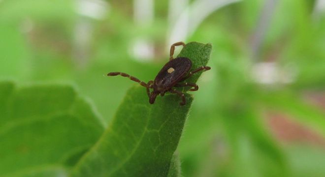 Como acabar com carrapatos - dicas de prevenção e tratamento