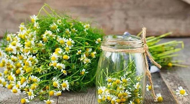 Como acabar com carrapatos - dicas de prevenção e tratamento