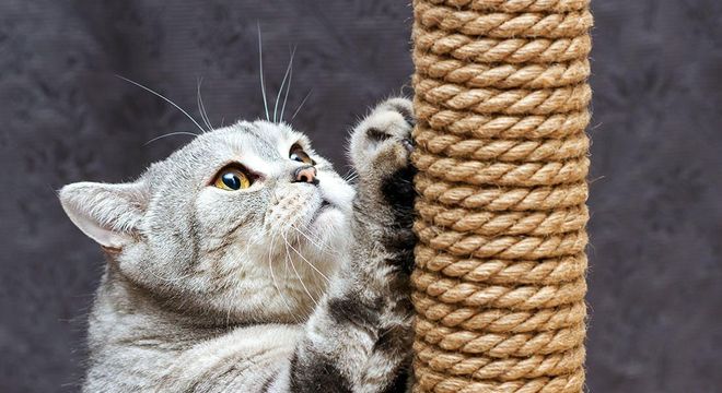 Como adestrar gatos? Benefícios, ferramentas e dicas práticas