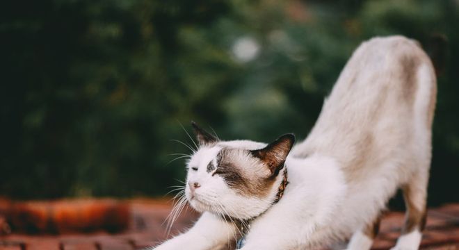 Como adestrar gatos? Benefícios, ferramentas e dicas práticas