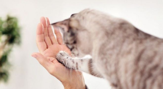 Como adestrar gatos? Benefícios, ferramentas e dicas práticas