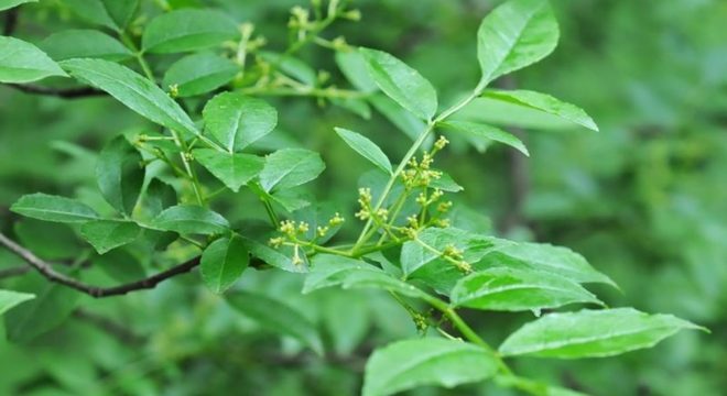 Como baixar a febre - soluções caseiras para aliviar sintomas e