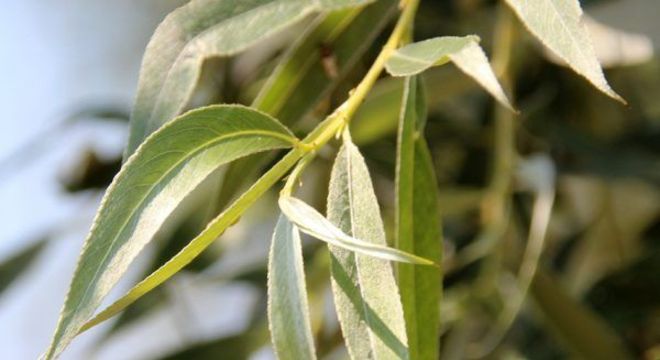 Como baixar a febre - soluções caseiras para aliviar sintomas e