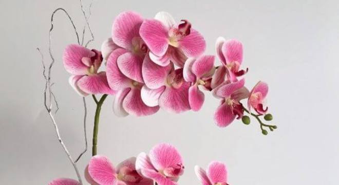 Como cuidar da mini orquídea