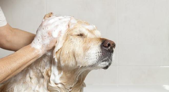 Como dar banho em cachorro - conheça as principais dicas