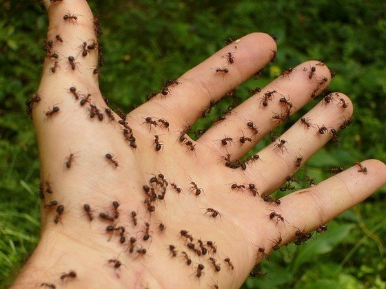 Como existem 7,7 bilhões de habitantes na Terra, estima-se, então, que existam 2,5 milhões de formigas para cada ser humano na Terra. 