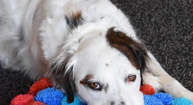 como fazer tapete de pompom cachorro