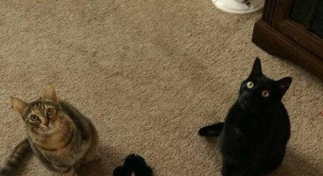 como fazer tapete de pompom com formato de gato