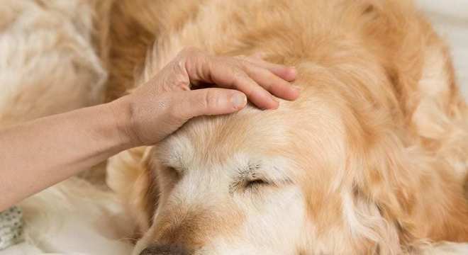 Como identificar um cachorro com febre? Descubra!