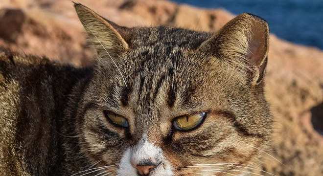 Como identificar um gato com febre e quais são as possíveis causas