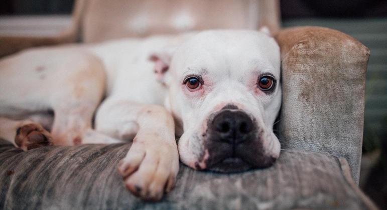 Tutores se preocupam com a solidão que os pets podem enfrentar em casa