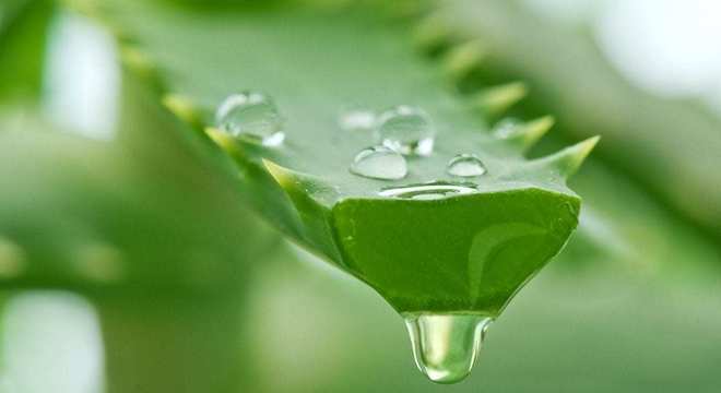 Como secar espinha- 8 tratamentos caseiros eficazes para acabar com ela