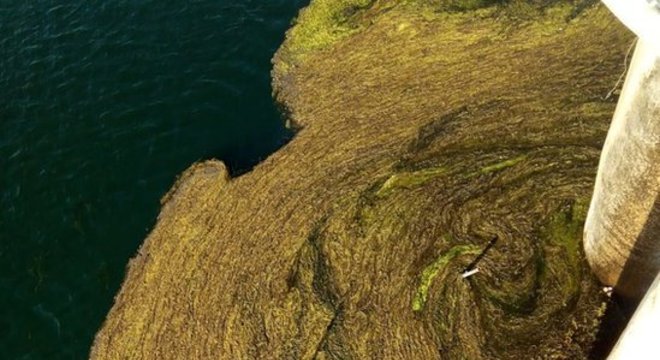 Uma das medidas é a retirada das plantas do ponto de captação da água para o abastecimento