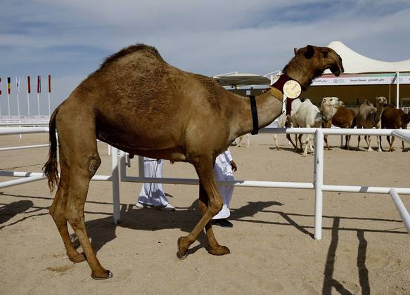 Os camelos são analisados por médicos, que utilizam raio X para evitar fraude e garantir que eles não passaram por procedimentos cirúrgicos para melhorar a aparência