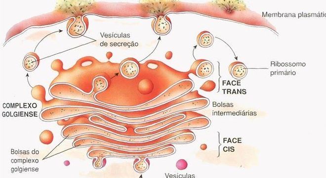 Complexo de Golgi, o que é? Definição, estrutura e funções