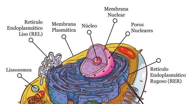 Complexo de Golgi, o que é? Definição, estrutura e funções