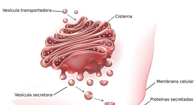 Complexo de Golgi, o que é? Definição, estrutura e funções