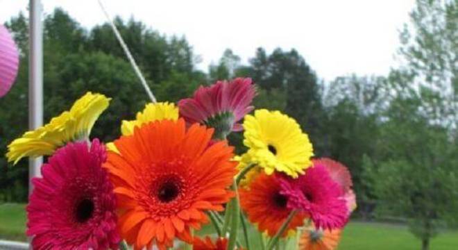 Composição colorida formada com flores de gérbera