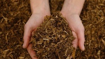New York legalizes composting with human remains – News