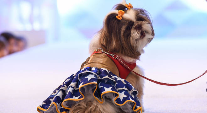 Pet também pode se divertir, mas é preciso cautela