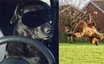 concurso de fotos mais engraçadas de animais