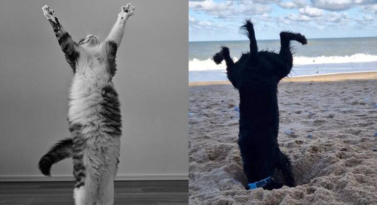 concurso de fotos mais engraçadas de animais