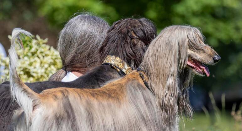 concurso de fotos mais engraçadas de animais