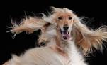 concurso de fotos mais engraçadas de animais