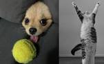 concurso de fotos mais engraçadas de animais