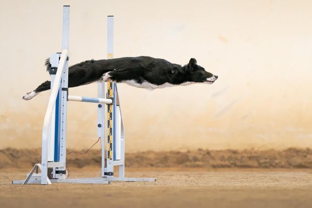 Cachorra que se parece com Sid, a preguiça da Era do Gelo, faz