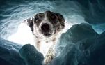 O concurso 'International Dog Photography Awards' divulgou os melhores registros enviados em 2022. Se trata de uma competição anual para fotógrafos profissionais e amadores de todo o mundo, dedicado exclusivamente a imagens de cães. 