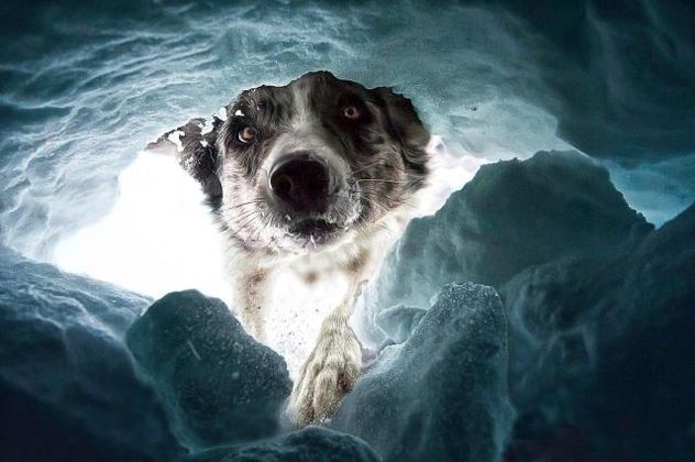 O concurso "International Dog Photography Awards" divulgou os melhores registros enviados em 2022. Se trata de uma competição anual para fotógrafos profissionais e amadores de todo o mundo, dedicado exclusivamente a imagens de cães. 