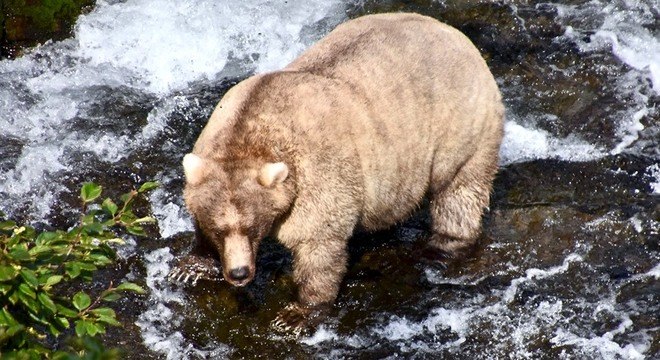 Concurso para eleger o urso mais gordo ocorre  anualmente no parque do Alasca
