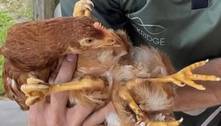 Condição rara: galinha nasce com quatro pés e é atacada por companheiras de galinheiro