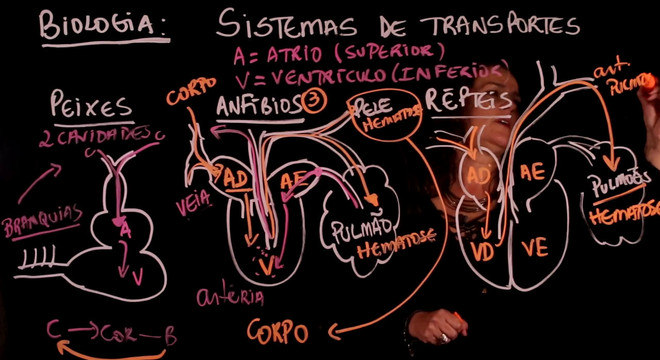 Conheça a Fisiologia – história, atuação, classificação e aplicação prática