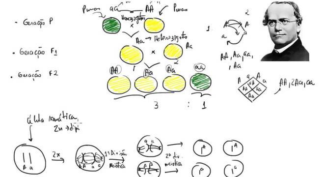 Conheça a Genética e saiba como é transmitida a hereditariedade