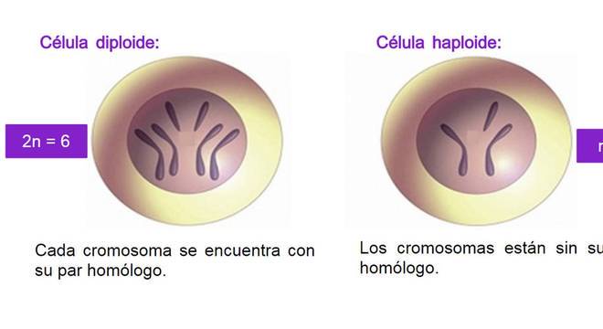 Conheça a Genética e saiba como é transmitida a hereditariedade
