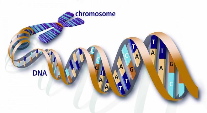 Conheça a Genética e saiba como é transmitida a hereditariedade