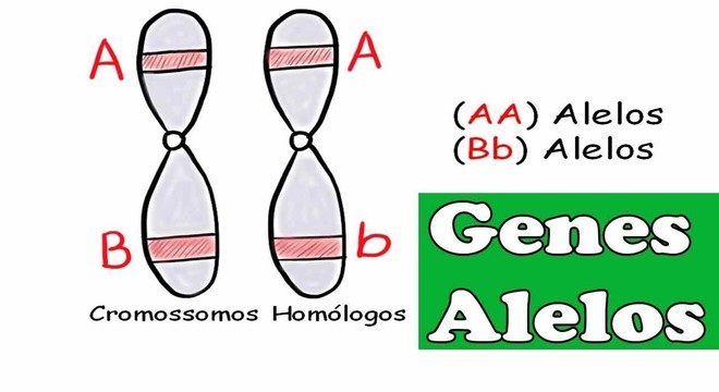 Conheça a Genética e saiba como é transmitida a hereditariedade