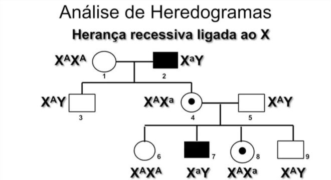 Conheça a Genética e saiba como é transmitida a hereditariedade