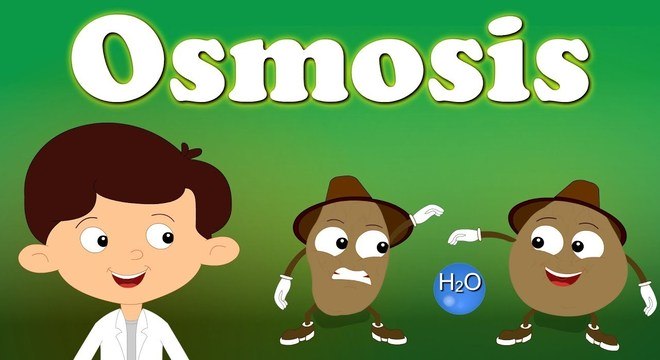 Conheça a osmose e saiba como é a movimentação da água na célula