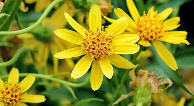 Conheça agora as 10 plantas medicinais que podem salvar a sua vida