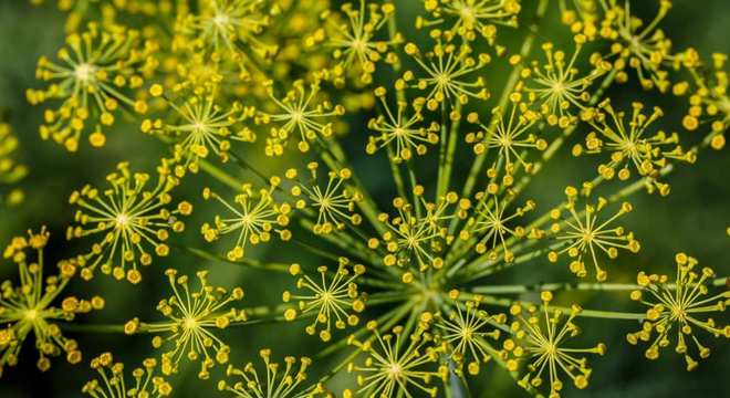 Conheça agora as 10 plantas medicinais que podem salvar a sua vida