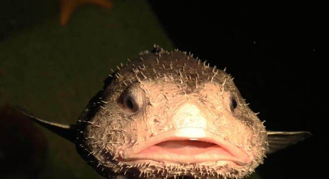 Conheça agora tudo sobre o animal mais feio do mundo, o peixe-bolha