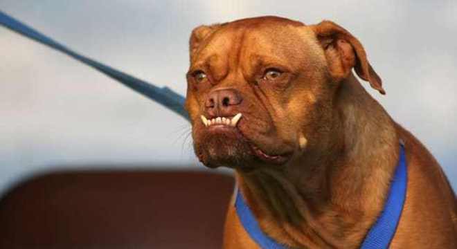 Conheça o cachorro mais feio do mundo e seus concorrentes