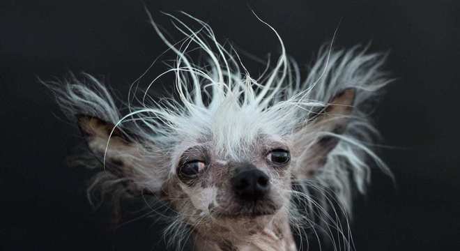 Conheça o cachorro mais feio do mundo e seus concorrentes