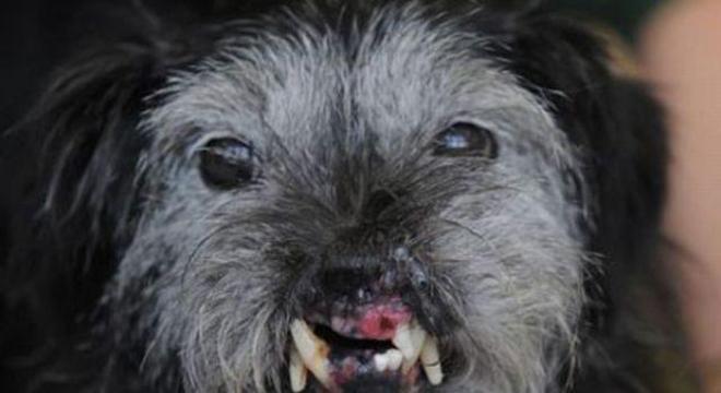 Conheça o cachorro mais feio do mundo e seus concorrentes