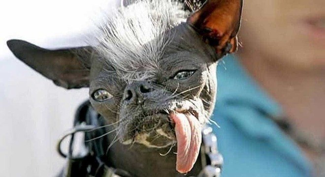 Conheça o cachorro mais feio do mundo e seus concorrentes