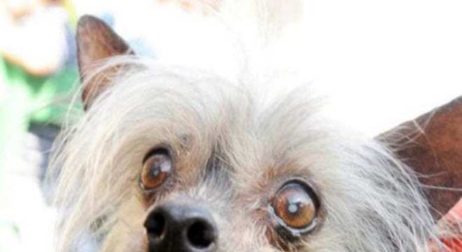 Conheça o cachorro mais feio do mundo e seus concorrentes