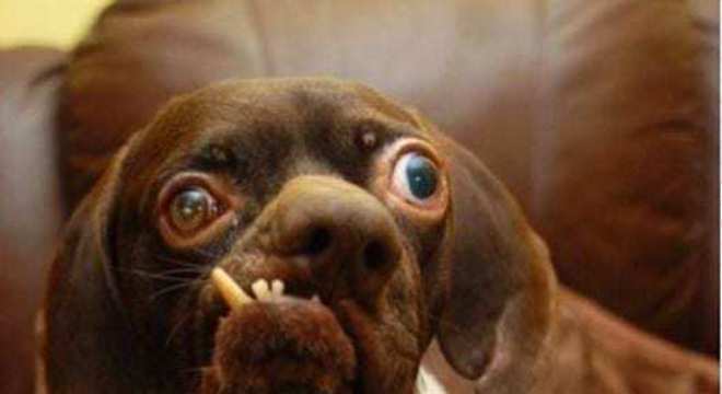 Conheça o cachorro mais feio do mundo e seus concorrentes